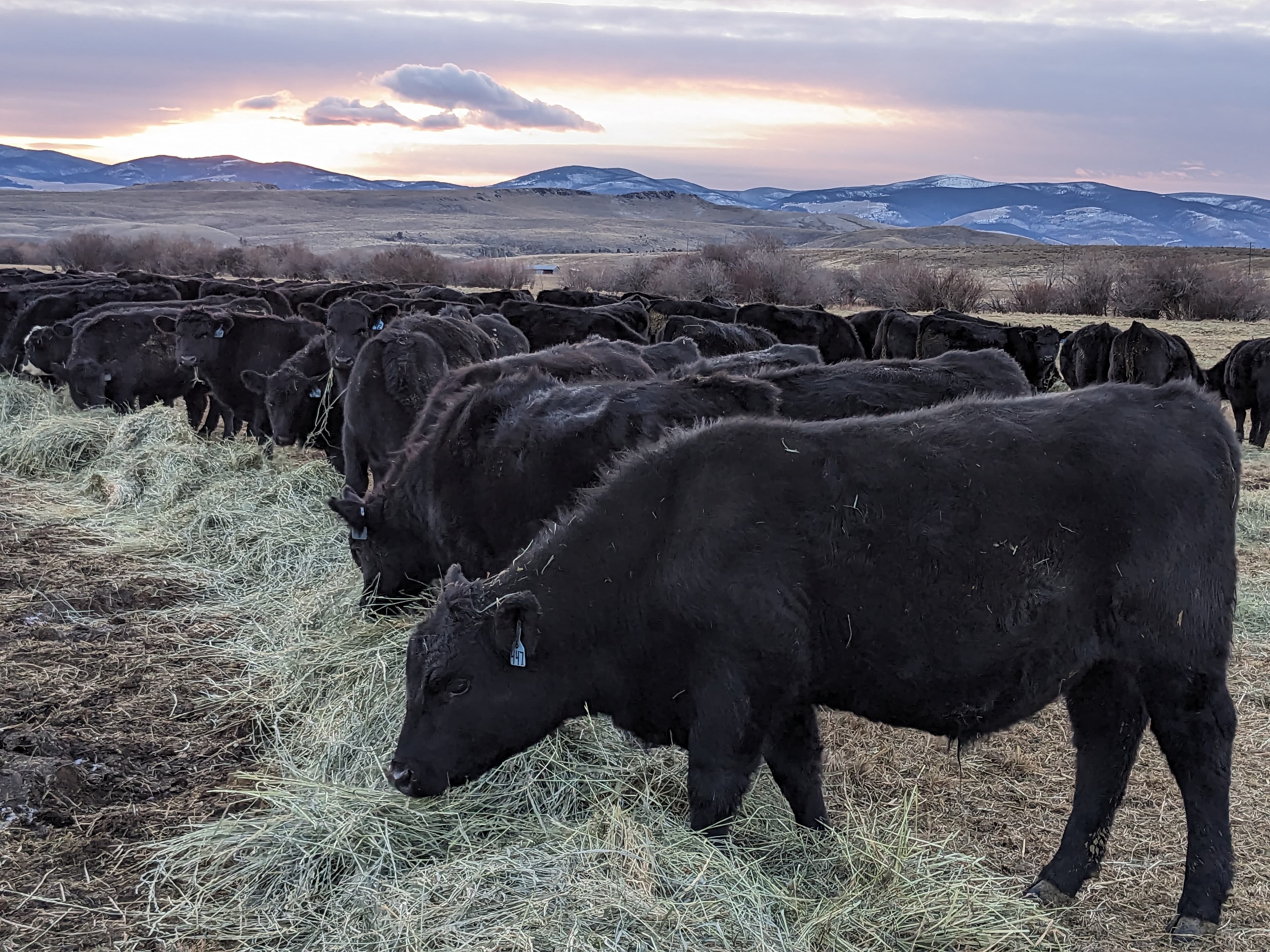 Happy cows at Snowbank Ranch - Image 1
