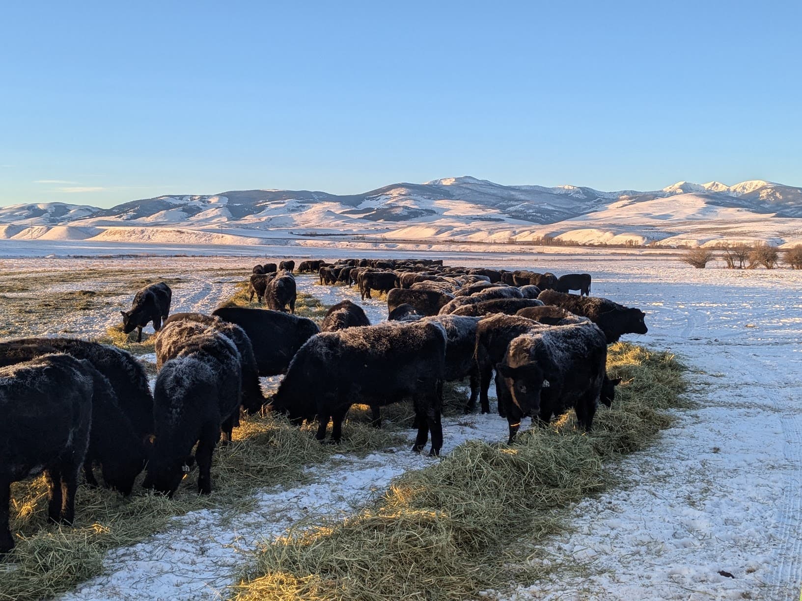 Happy cows at Snowbank Ranch - Image 2