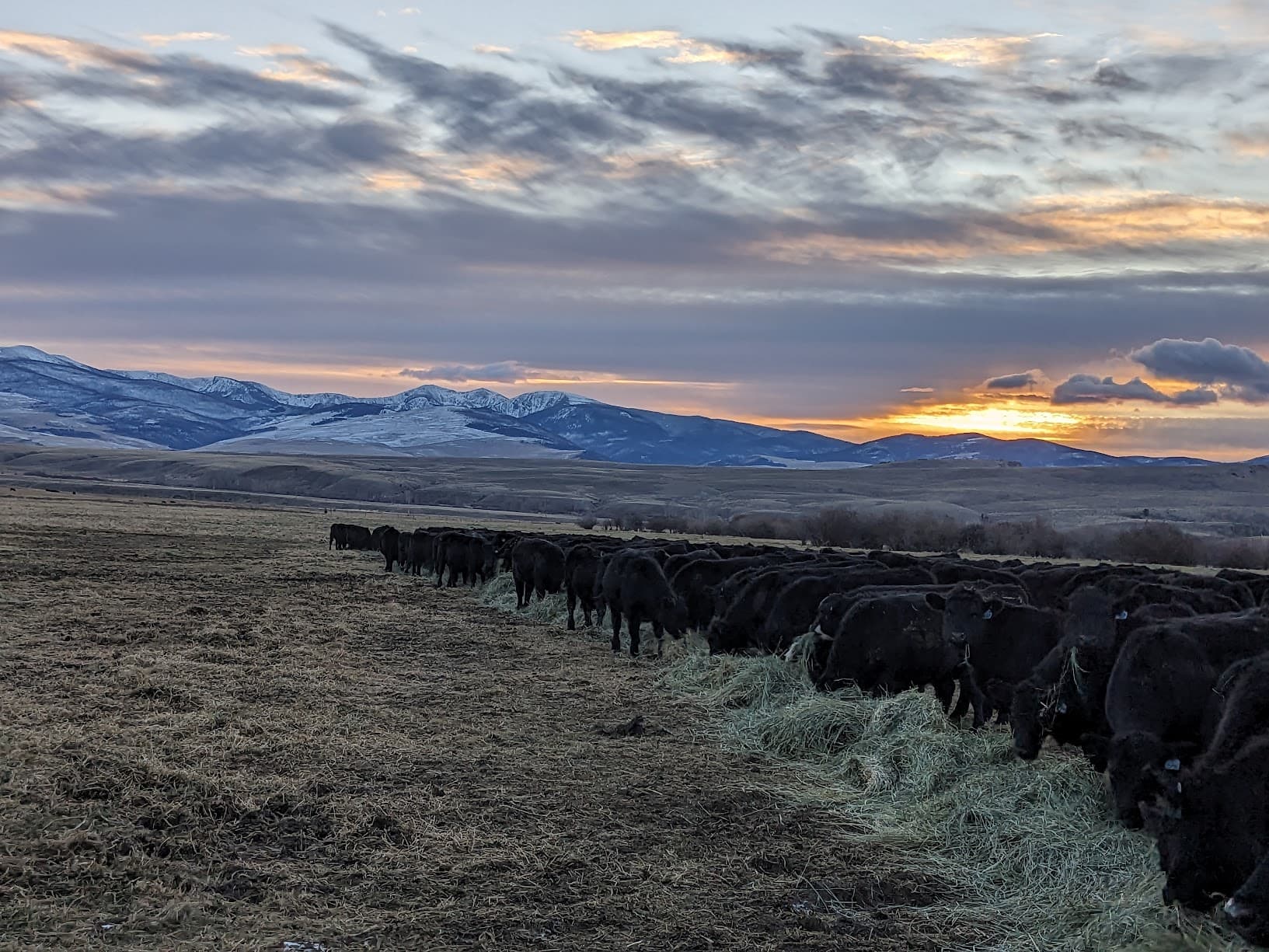 Happy cows at Snowbank Ranch - Image 3