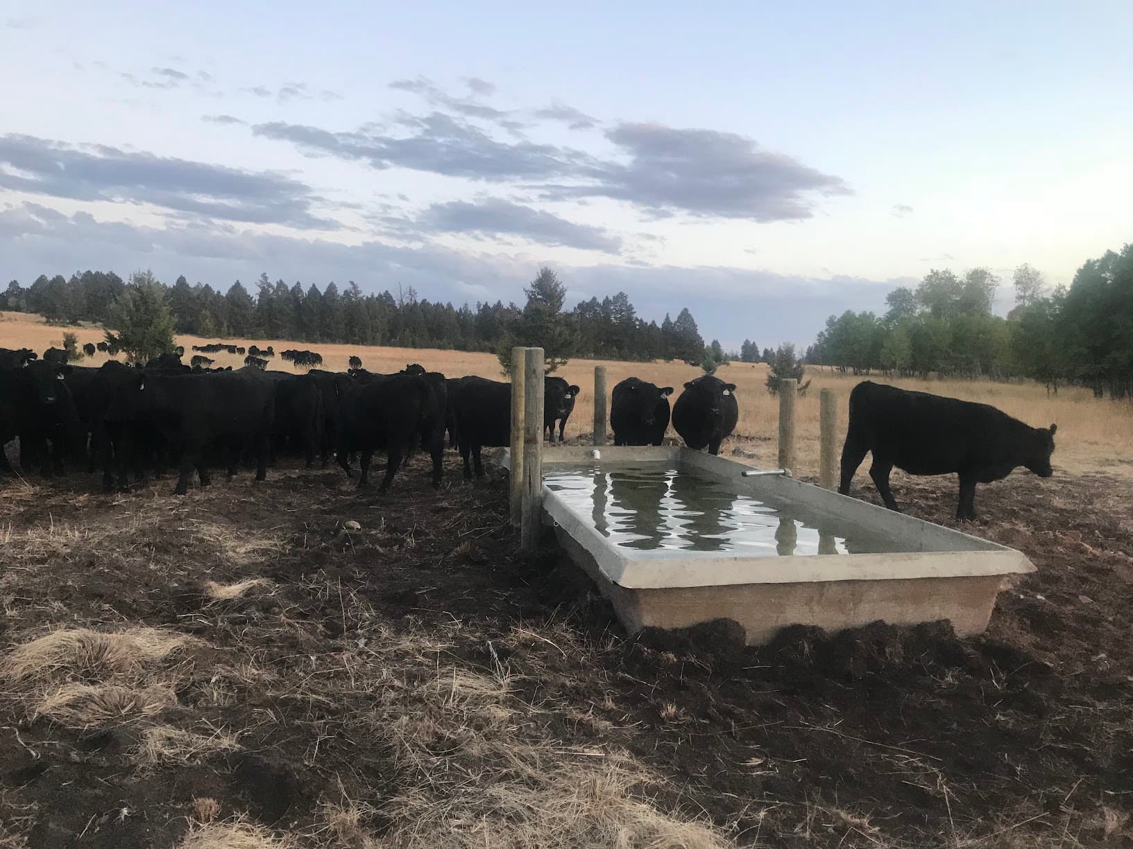 Happy cows at Snowbank Ranch - Image 4