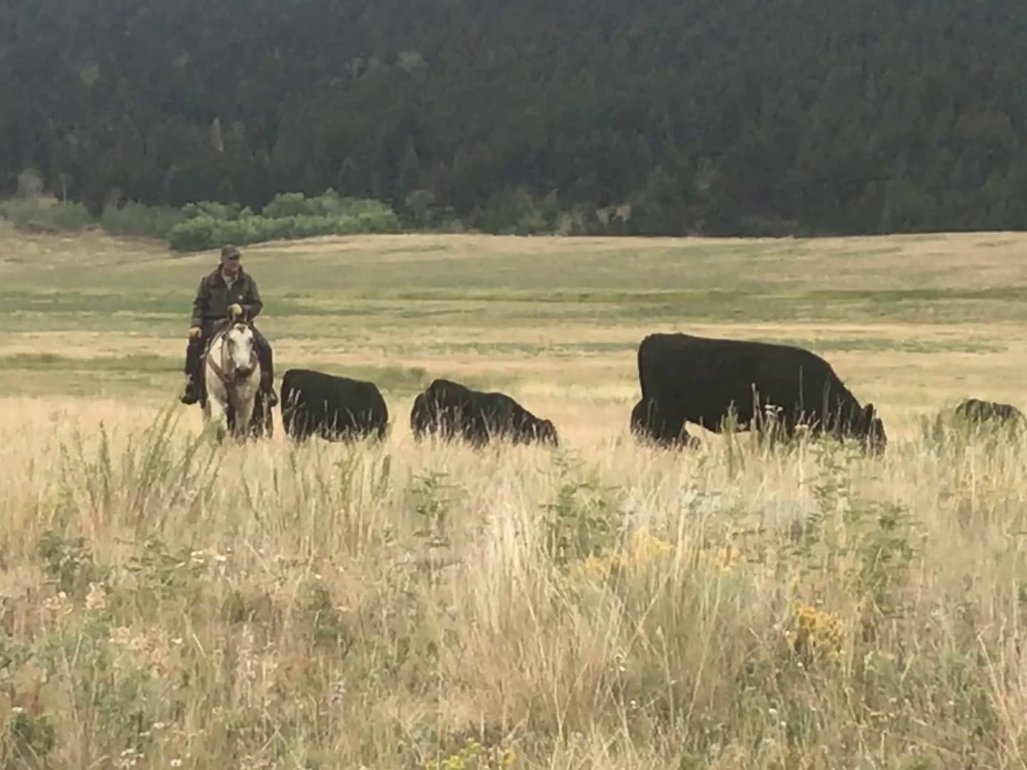 Happy cows at Snowbank Ranch - Image 5