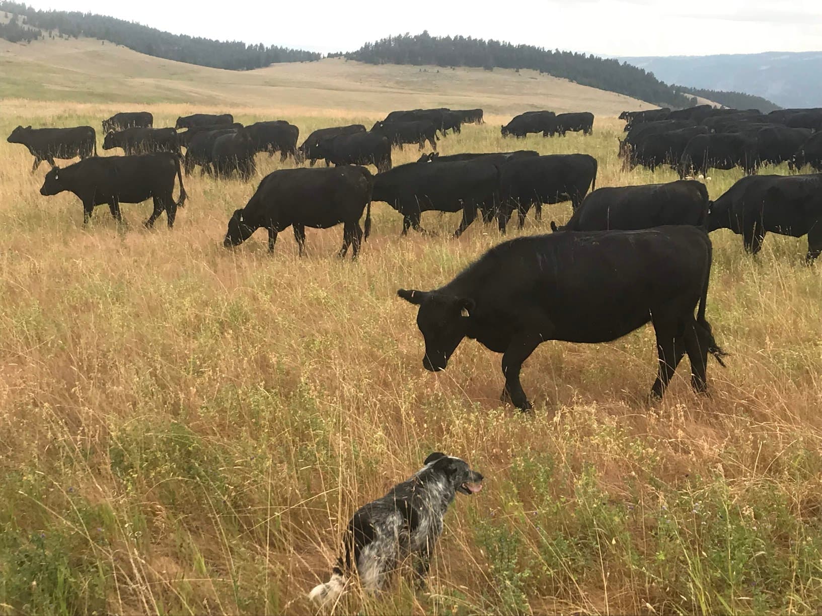 Happy cows at Snowbank Ranch - Image 6