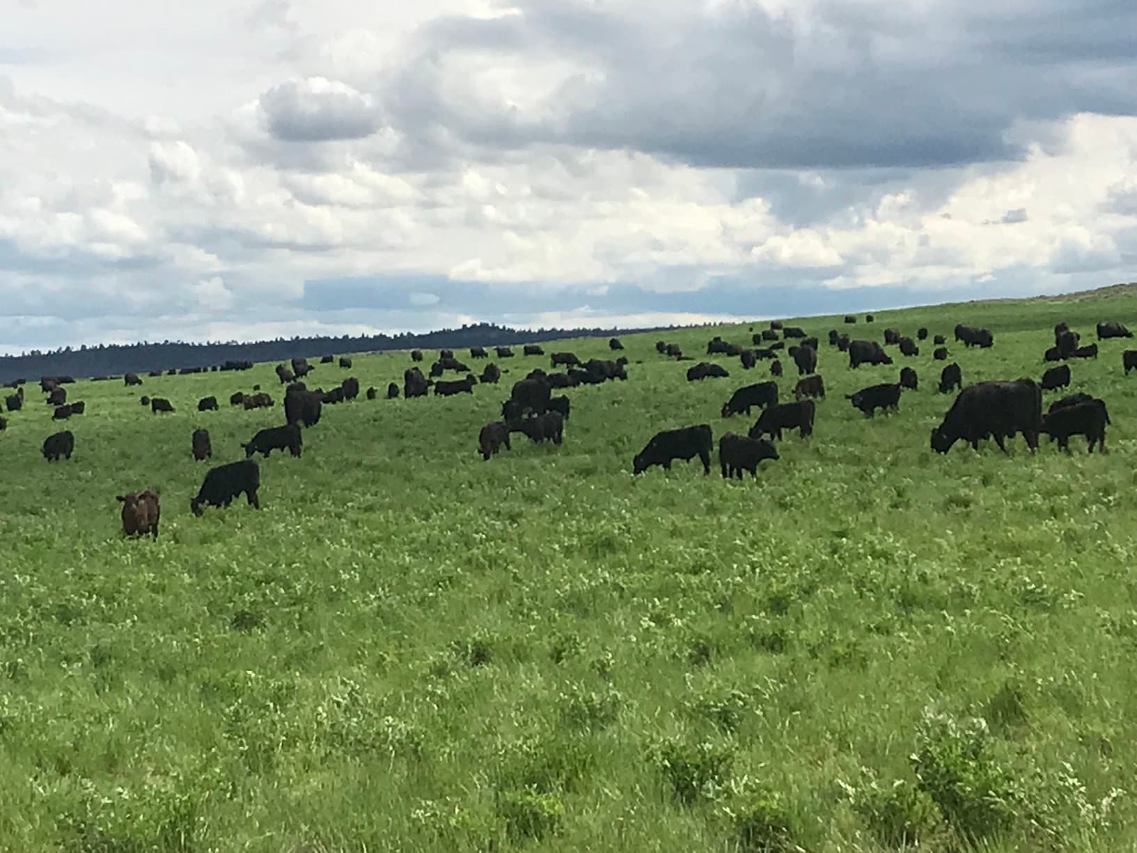 Happy cows at Snowbank Ranch - Image 7